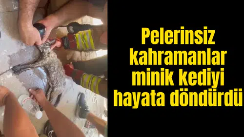 Pelerinsiz kahramanlar minik kediyi hayata döndürdü
