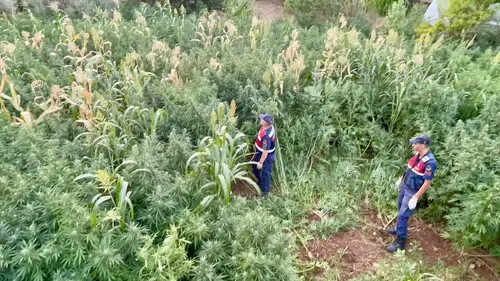 Mısır tarlasından bakın ne çıktı