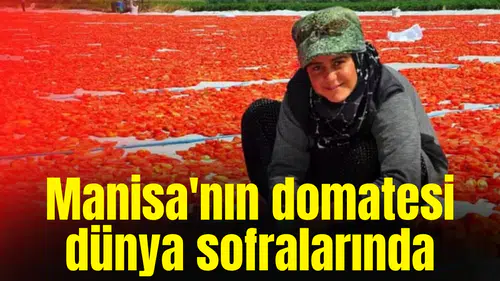 Manisa'nın domatesi dünyanın birçok ülkesinde sofralarda yer alıyor
