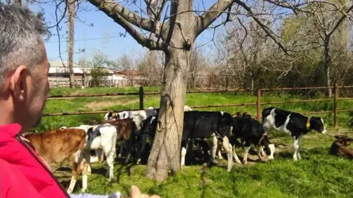 İLKAY ŞİMŞEK: ŞAP HASTALIĞI ÖNLENMEZSE HAYVANCILIK BİTECEK