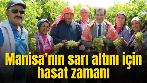 Manisa’nın sarı altını için hasat zamanı