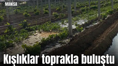 Manisa'da kışlıklar toprakla buluştu