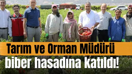 Tarım ve Orman Müdürü biber hasadına katıldı