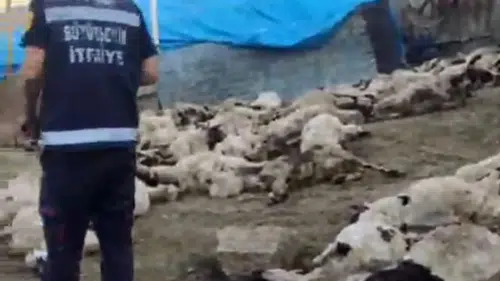 Kurtlar koyun sürüsünü telef etti