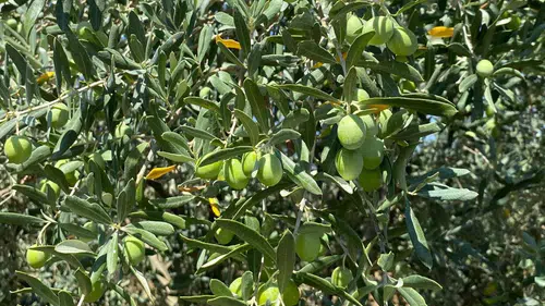 Salihli’de üreticiler ‘zeytin sineği’ne karşı bir kez daha uyarıldı