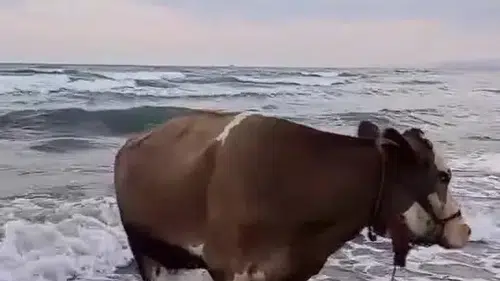 İneğin deniz sefası görenleri tebesüm ettirdi