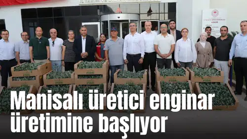 Manisalı üretici enginar üretimine başlıyor
