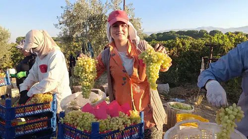 Sarıgöl'de üzüm hasadı devam ediyor