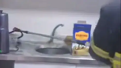 İş yerinde yılan paniği