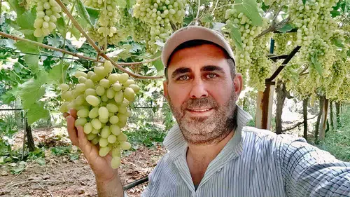 Yetiştirdiği üzümler Avrupa ülkelerinin sofralarını süslüyor