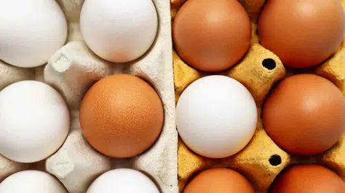 Beyaz ve kahverengi yumurta arasındaki gerçek fark: Bilim noktayı koydu