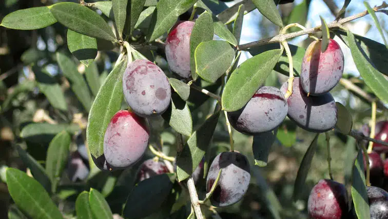 En Faydalı Zeytin Hangisi? Mor Zeytin Neden Öne Çıkıyor?
