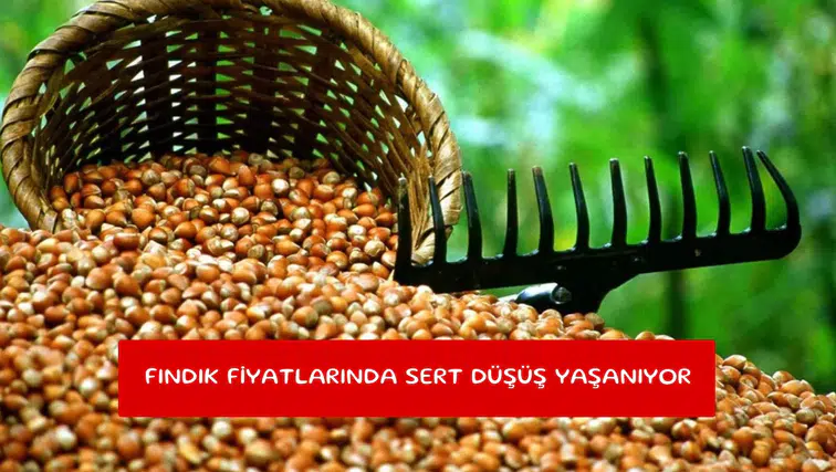 Fındık fiyatlarında sert düşüş yaşanıyor