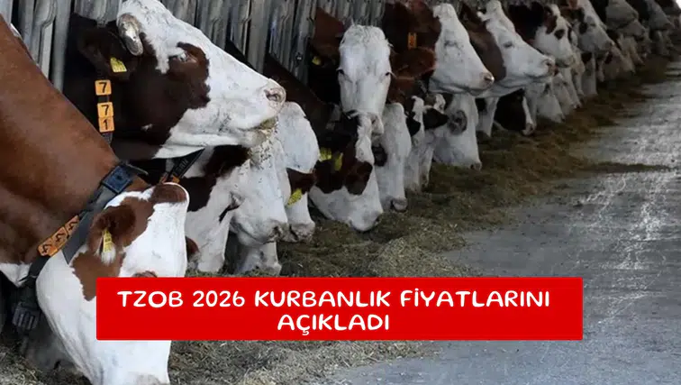 TZOB 2026 kurbanlık fiyatlarını açıkladı
