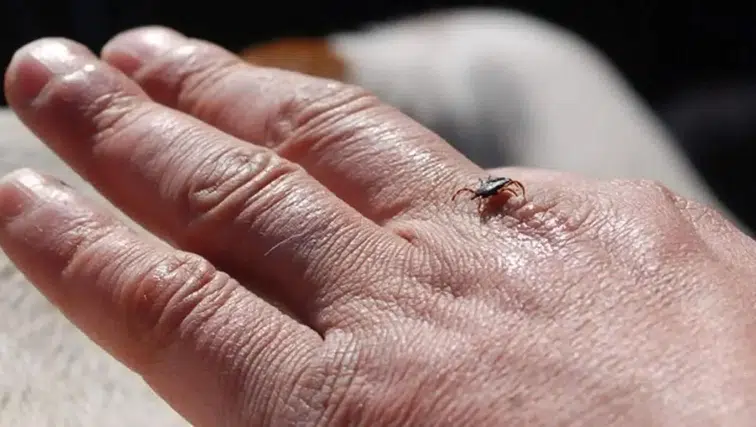 Kene Tehlikesine Karşı Doğal Önlem: Kenelerden Korunmak İçin Bu Kokulara Dikkat!