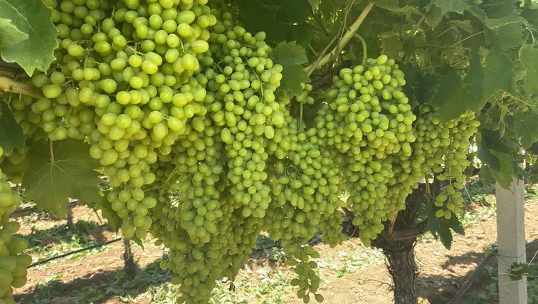 Bağlardaki iri salkımlar yeni sezonun umudu oldu