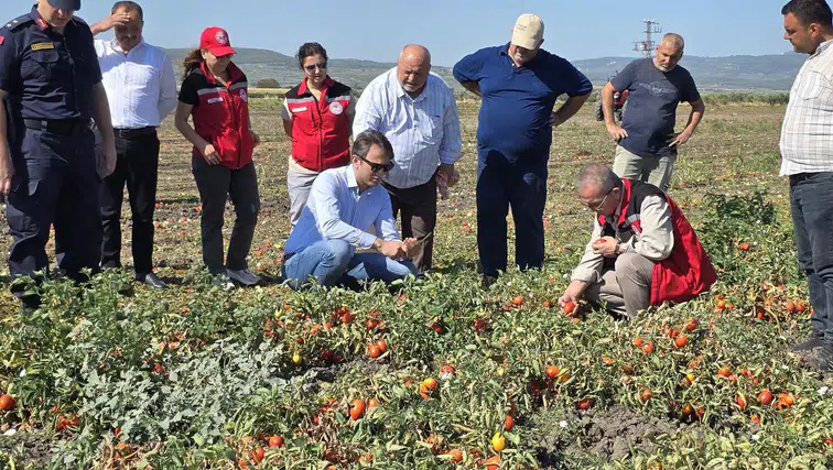 Kaymakam Özcan domates ve üzümü yerinde inceledi