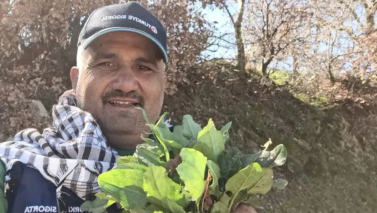 Baharın habercisi ekşi kulak toplanmaya başladı