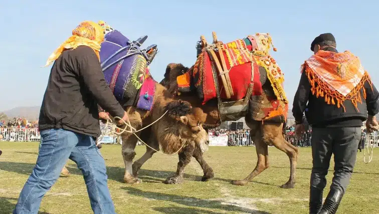 Saruhanlı’da deve güreşi festivali düzenlenecek