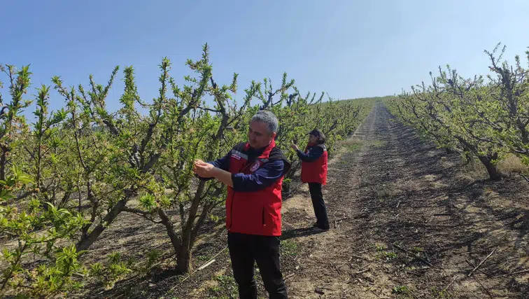 Manisa'da çiftçilere 'Çil ve filiz güvesi' uyarısı