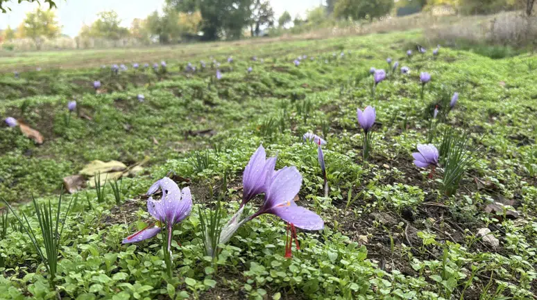 Safranın fiyatını duyan kulaklarına inanamadı