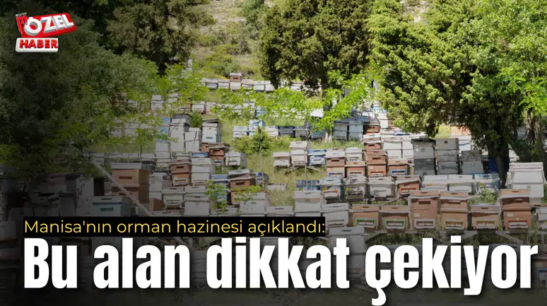 Manisa'nın orman hazinesi açıklandı: Bu alan dikkat çekiyor
