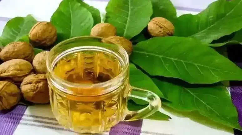 Ceviz suyu nasıl yapılır? Aç karnına içince etkisiyle hayran bırakıyor