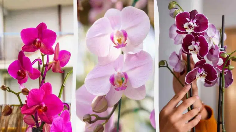 Orkideyi ayda bir kez basit karışımla beslerseniz yeniden canlanacak