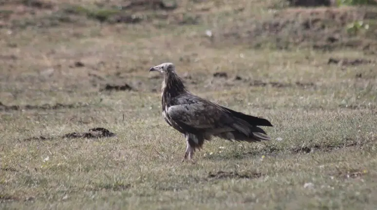 Mısır Akbabası Bayburt’ta görüldü