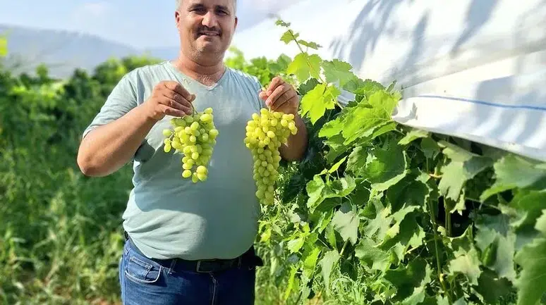 Manisalı üzüm üreticileri mallarını bakın nasıl tanıtıyor