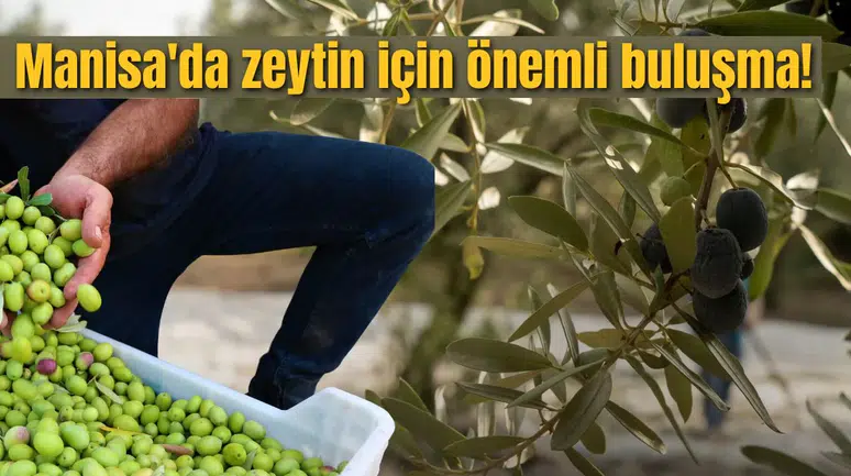 Manisa'da zeytin için önemli buluşma!