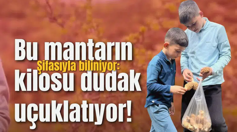 Bu mantarın kilosu dudak uçuklatıyor!