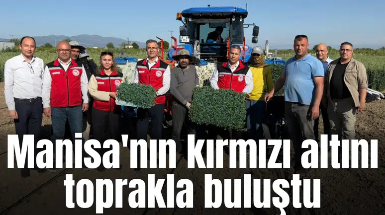Manisa'nın kırmızı altını toprakla buluştu