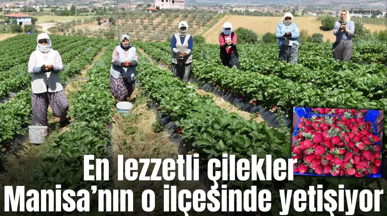 Dünya’nın çilek ihtiyacını Manisa’nın o ilçe karşılıyor