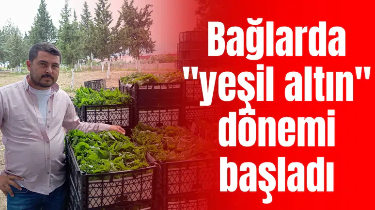 Bağlarda "yeşil altın" dönemi başladı