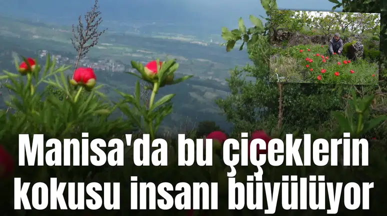 Manisa'da bu çiçeklerin kokusu insanı büyülüyor