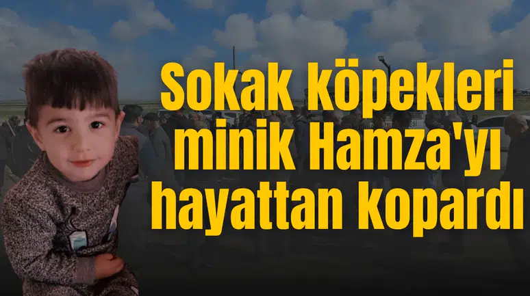 Sokak köpekleri minik Hamza'yı hayattan kopardı