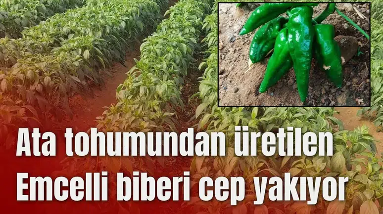 Ata tohumundan üretilen Emcelli biberi cep yakıyor