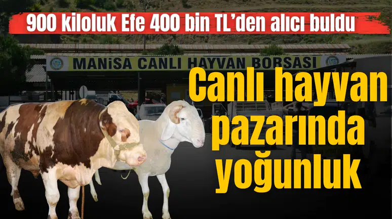 MANİSA’DA CANLI HAYVAN PAZARINDA YOĞUNLUK