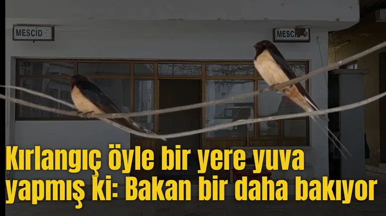 Kırlangıç öyle bir yere yuva yapmış ki: Bakan bir daha bakıyor