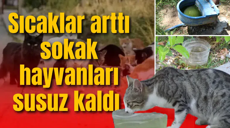 Sıcaklar arttı sokak hayvanları susuz kaldı