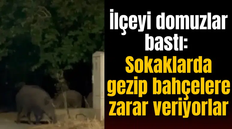 İlçeyi domuzlar bastı: Sokaklarda gezip bahçelere zarar veriyorlar