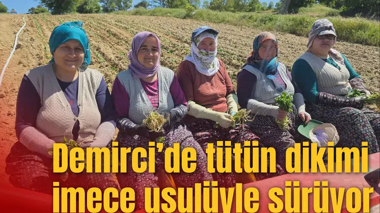 Demirci’de tütün dikimi imece usulüyle sürüyor
