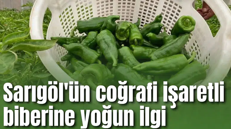 Sarıgöl'ün coğrafi işaretli biberine yoğun ilgi