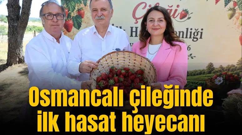 Osmancalı Çileği’nde ilk hasat heyecanı