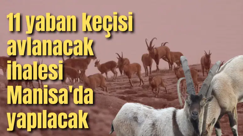 11 yaban keçisi avlanacak ihalesi Manisa'da yapılacak