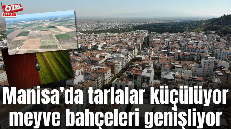 Manisa’da tarlalar küçülüyor meyve bahçeleri genişliyor