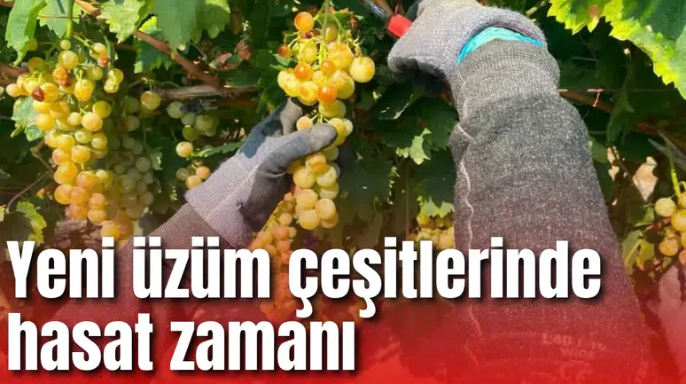 Yeni üzüm çeşitlerinde hasat zamanı
