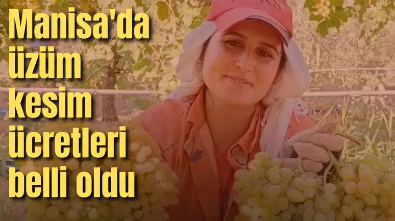 Manisa'da üzüm kesim ücretleri belli oldu