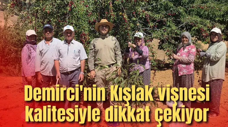 Manisa’nın Kışlak köyünde 500 ton vişne üretimi yapılıyor